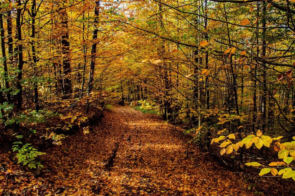 jesen na Zlatiboru – pešačka staza kroz šumu prekrivenu lišćem