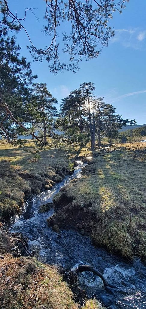 Proleće i leto na Zlatiboru – priroda i zelenilo